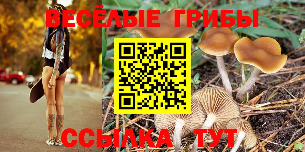 Псилоцибиновые грибы Psilocybe Карталы